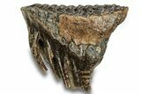 Fossil Woolly Mammoth Molar - Siberia #259937-1